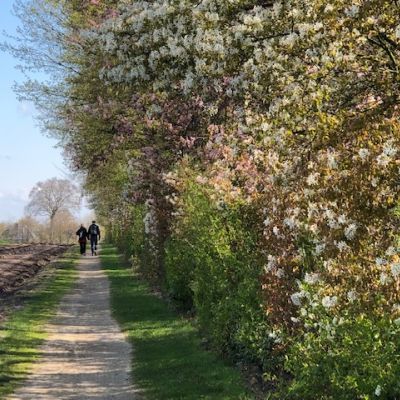 De kentenboompjes bloeien: even ruiken?